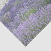 Lavender Field Tissue Paper Tissuepapier (Detail)