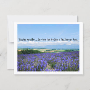 Lavender Fields-Briefkaarten Briefkaart