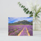 Lavender Fields for ever Briefkaart (Staand voorkant)