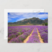 Lavender Fields for ever Briefkaart (Voorkant / Achterkant)