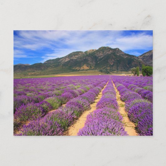 Lavender Fields for ever Briefkaart (Voorkant)
