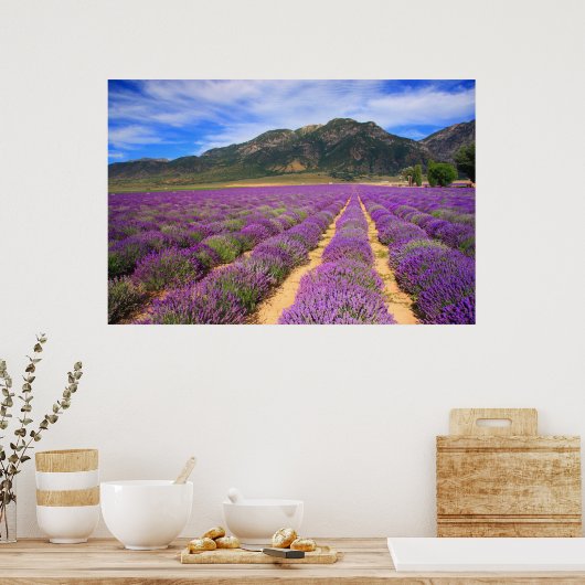Lavender Fields for ever Poster (Keuken)