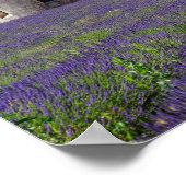 Lavender Fields of Senanque Abbey Poster (Hoek)