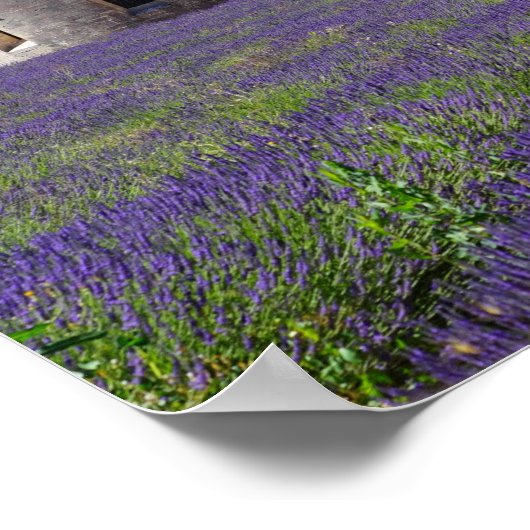 Lavender Fields of Senanque Abbey Poster (Hoek)