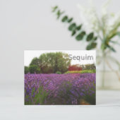 Lavender Fields Sequim Briefkaart (Staand voorkant)