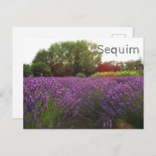 Lavender Fields Sequim Briefkaart (Voorkant / Achterkant)