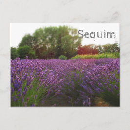 Lavender Fields Sequim Briefkaart