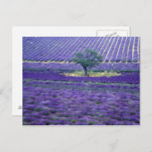 Lavender fields, Vence, Provence, Frankrijk Briefkaart (Voorkant / Achterkant)