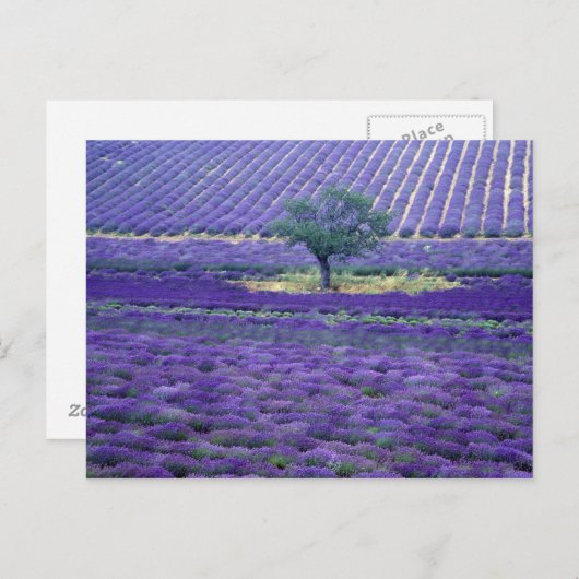 Lavender fields, Vence, Provence, Frankrijk Briefkaart (Voorkant / Achterkant)