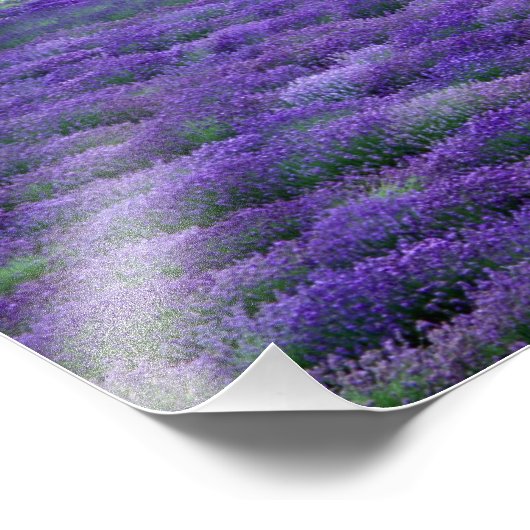 Lavender fields, Vence, Provence, Frankrijk Foto Afdruk (Hoek)