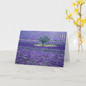 Lavender fields, Vence, Provence, Frankrijk Kaart (Gele Bloem)
