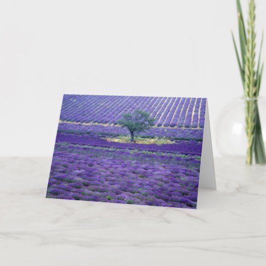 Lavender fields, Vence, Provence, Frankrijk Kaart (Voorkant)
