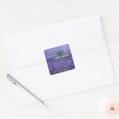 Lavender fields, Vence, Provence, Frankrijk Vierkante Sticker (Envelop)