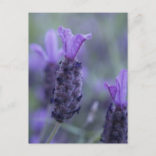 Lavender Flower Photo Briefkaart