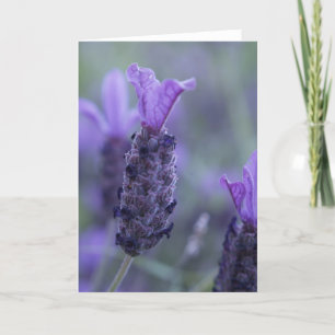 Lavender Flower Photo Greeting Card Kaart