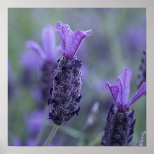 Lavender Flower Photo Poster Print (Voorkant)