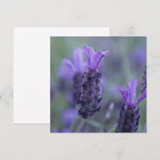 Lavender Flower Photo-uitnodigingen Kaart (Voorkant / Achterkant)