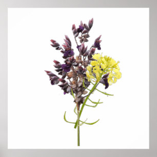 Lavender Flower Poster