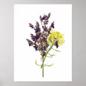 Lavender Flower Poster (Voorkant)