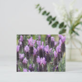 Lavender Flowers Briefkaart (Staand voorkant)