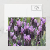Lavender Flowers Briefkaart (Voorkant / Achterkant)