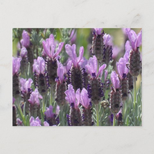 Lavender Flowers Briefkaart (Voorkant)