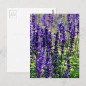 Lavender Flowers Briefkaart (Voorkant / Achterkant)