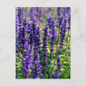 Lavender Flowers Briefkaart (Voorkant)