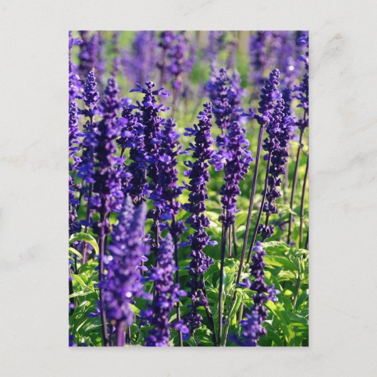 Lavender Flowers Briefkaart (Voorkant)