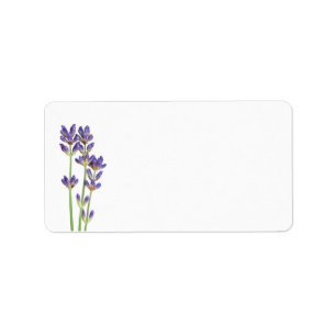 Lavender Flowers geïsoleerd op witte achtergrond Etiket