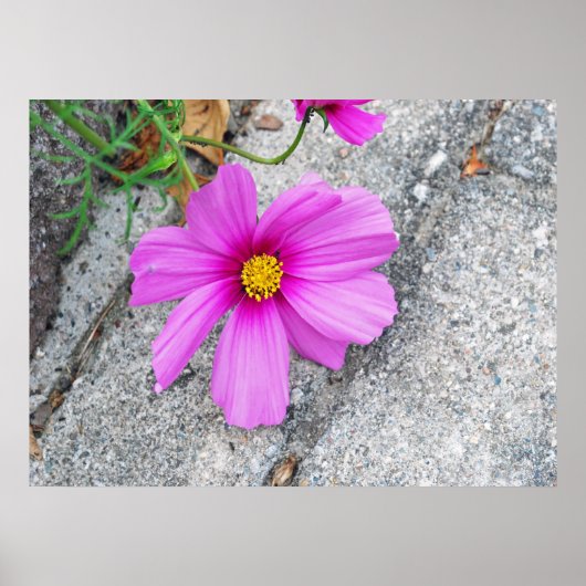 Lavender Flowers met Inspirerend quotes Poster (Voorkant)