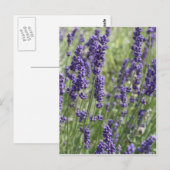Lavender Flowers Post Card Briefkaart (Voorkant / Achterkant)