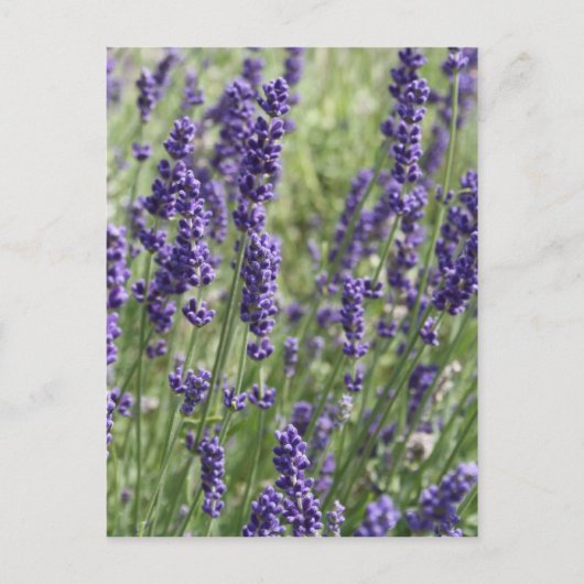 Lavender Flowers Post Card Briefkaart (Voorkant)
