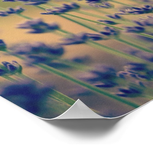 Lavender Flowers Poster (Hoek)