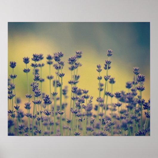 Lavender Flowers Poster (Voorkant)