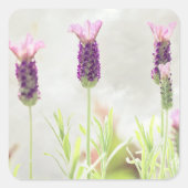 Lavender Flowers Vierkante Sticker (Voorkant)