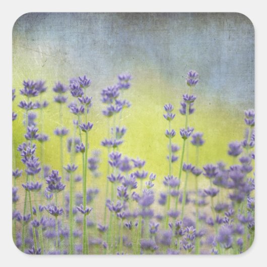 Lavender Flowers Vierkante Sticker (Voorkant)