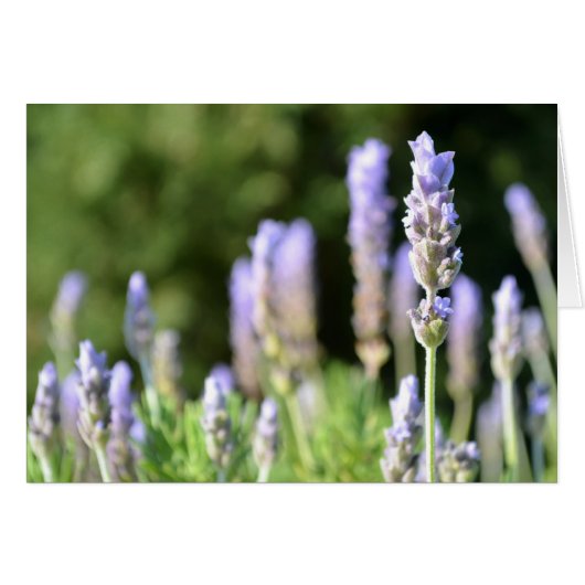 Lavender-fotokaart (Voorkant Horizontaal)