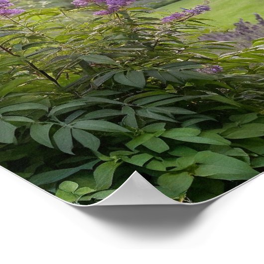 Lavender Garden at Sunrise – Peaceful Floral Lands Poster (Hoek)