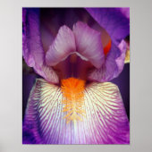 Lavender-gelaagde Iris ventilator Petal Sluiten Poster (Voorkant)