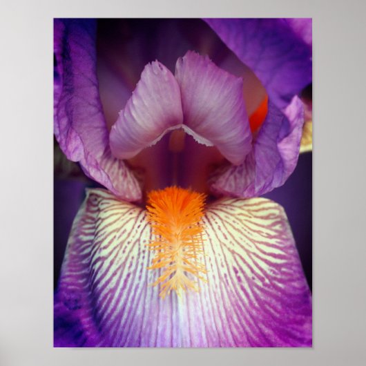 Lavender-gelaagde Iris ventilator Petal Sluiten Poster (Voorkant)