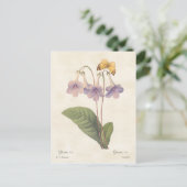 Lavender Gloxinia  Botanische illustratie Briefkaart (Staand voorkant)