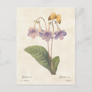 Lavender Gloxinia  Botanische illustratie Briefkaart
