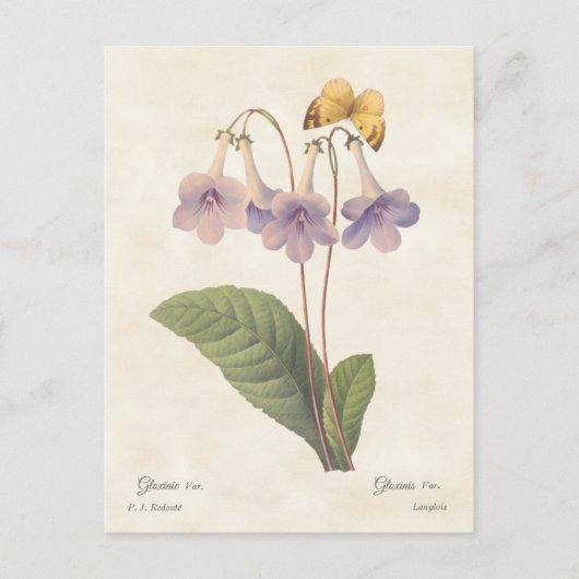 Lavender Gloxinia  Botanische illustratie Briefkaart (Voorkant)