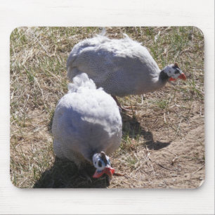 Lavender Guinee Fowls Muismat