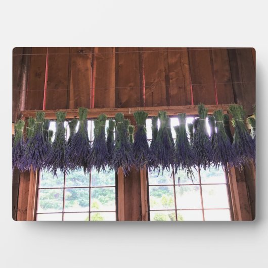 Lavender Hanging in een Barn Fotoplaat (voorkant)