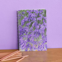 Lavender Herb Blooms Floral