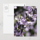 Lavender Herbs Briefkaarten (Voorkant / Achterkant)