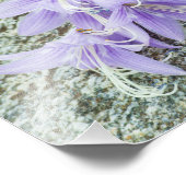 lavender hosta bloemen in vol bloei foto afdruk (Hoek)