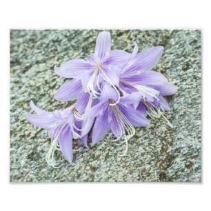 lavender hosta bloemen in vol bloei foto afdruk